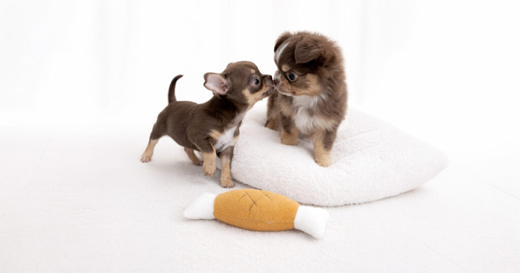 チワワ（スムース・ロング）２匹