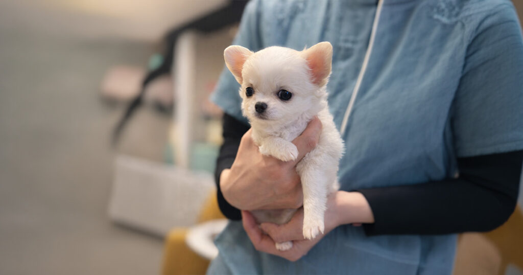 ペットホテルでスタッフに抱かれている白いチワワの子犬