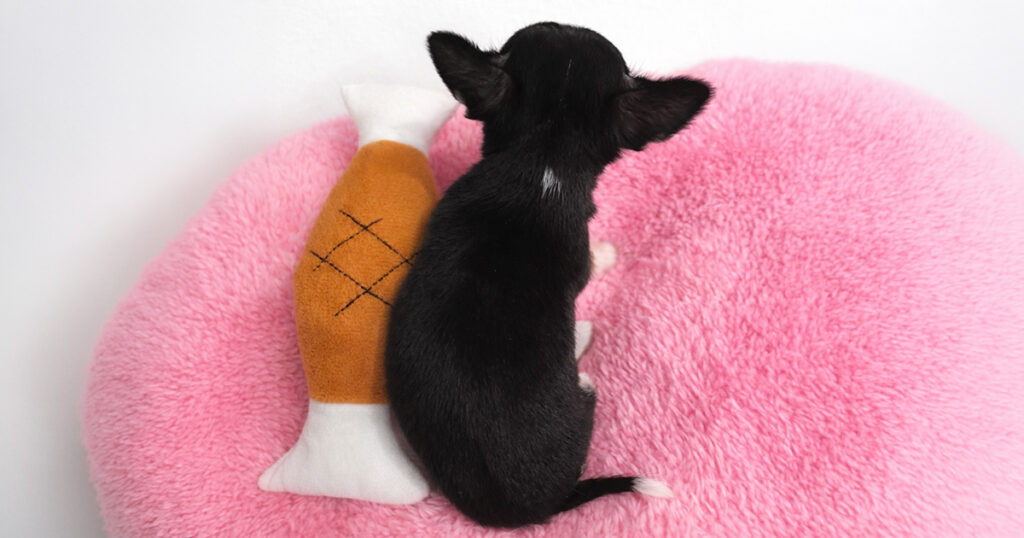 Chiwapoo 旅行中の犬の預け方完全ガイド!「かわいそう」と悩む飼い主必見の選択肢と準備 – チワワとプードル