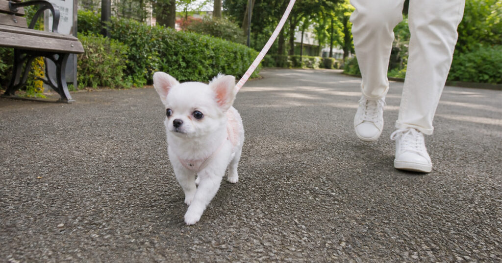 Chiwapoo 杉並区の動物病院の選び方|初診前チェックリスト・夜間救急・エリア別の探し方を解説 – チワワとプードル