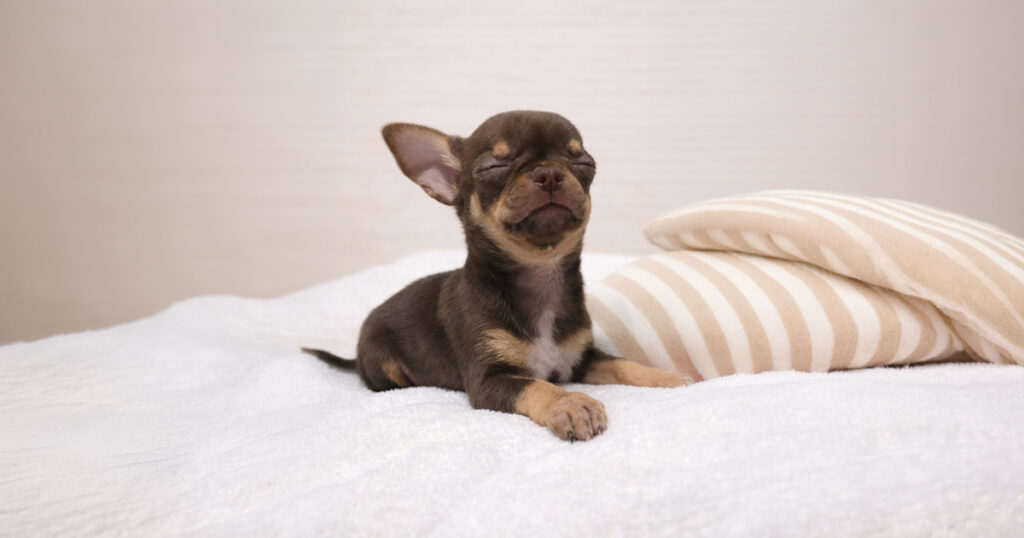 Chiwapoo 旅行中の犬の預け方完全ガイド!「かわいそう」と悩む飼い主必見の選択肢と準備 – チワワとプードル