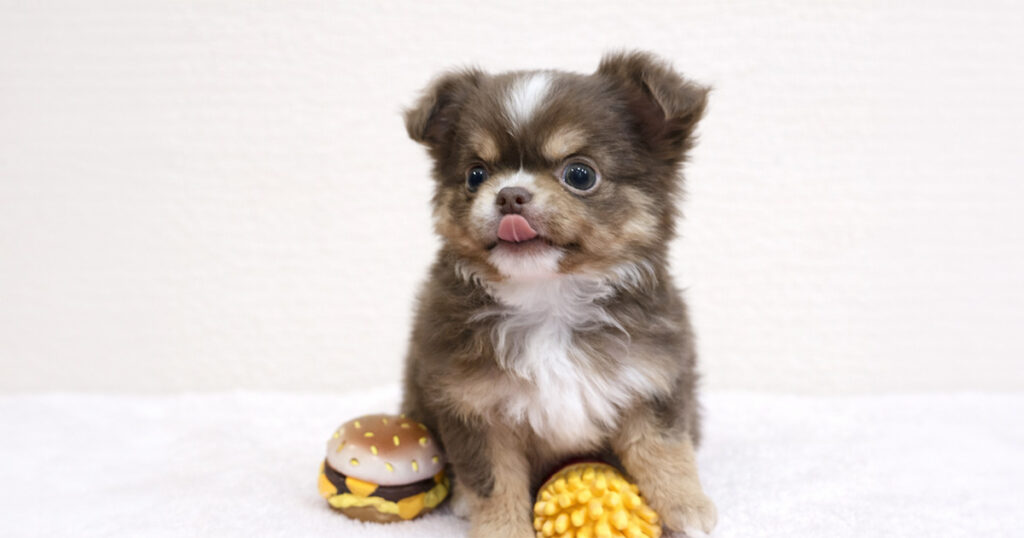 Chiwapoo 旅行中の犬の預け方完全ガイド!「かわいそう」と悩む飼い主必見の選択肢と準備 – チワワとプードル