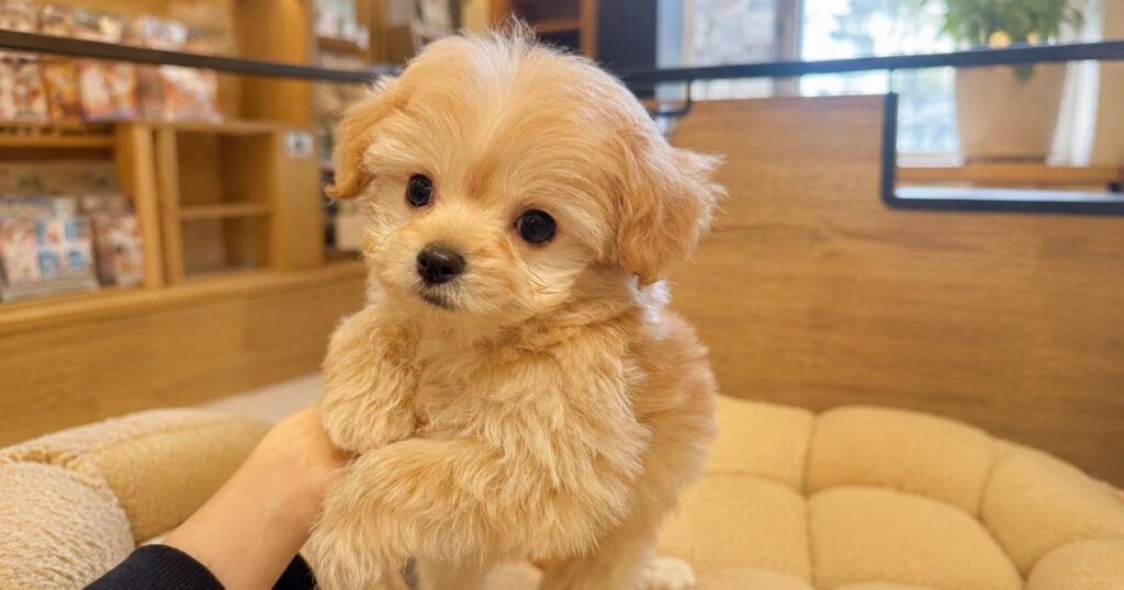 Chiwapoo チワプーはどこで買うのが正解?ペットショップ・ブリーダー・里親を徹底比較【東京・高円寺】 – チワワとプードル